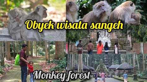 Obyek Wisata Sangeh Bali Monkey Forest YouTube