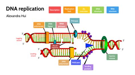 dna replication by alaa 0907 on Prezi