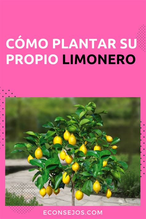 Cómo Plantar Un Limonero En Maceta Y A Partir De Una Semilla Limonero En Maceta Limonero