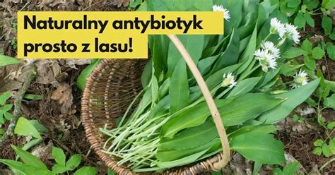 Naturalny antybiotyk prosto z lasu Czosnek niedźwiedzi i jego