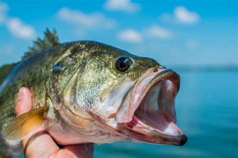 Supreme Bass Fishing In Ontario Gloucester Pool Severn Lodge