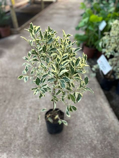 Ficus Variegado Formato Bolsa Vivero De Los Reyes