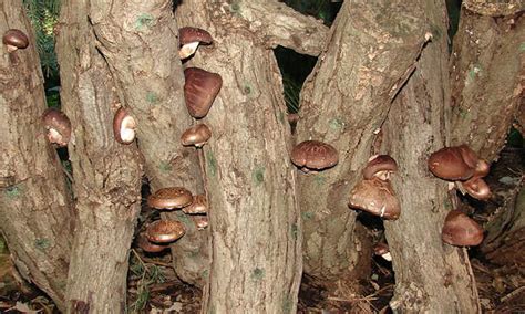 Growing Shiitake Mushrooms At Home: The Guide - Epic Gardening