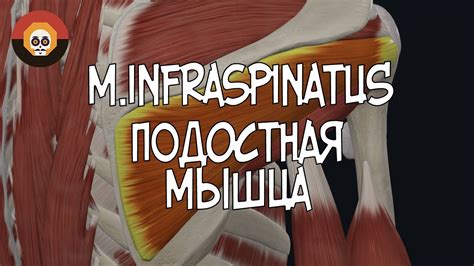 Подостная мышца Fraspinatus 3d Анатомия Youtube