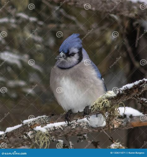 blue jay  winter stock image image  bird forest