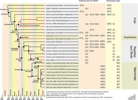 Reproductive Modes And Phylogenetic Dendrogram In Vertebrates