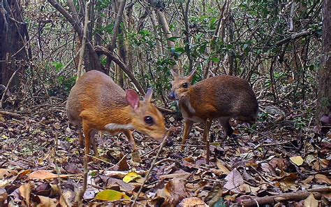 Fanged miniature 'mouse-deer' rediscovered by scientists in Vietnam | O ...