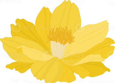 Yellow Cosmos Flower Hand Drawn Illustration Png