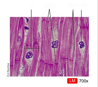 Figure Photomicrograph Of Cardiac Muscle Fibers Diagram Quizlet