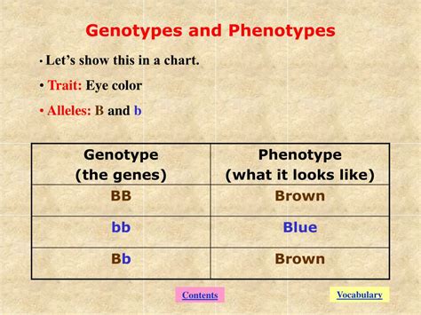 Understanding Genotypes And Phenotypes