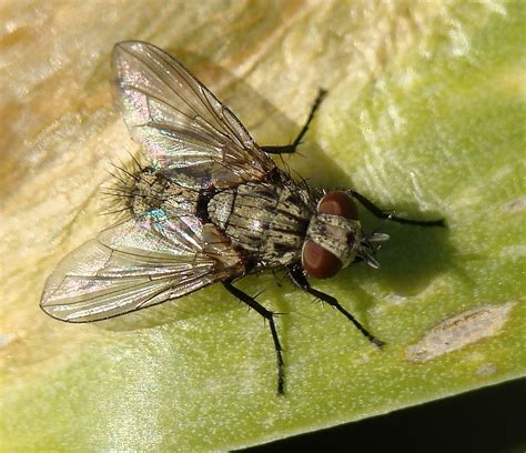 Meigenia Mutabilis Naturdata Biodiversidade Em Portugal