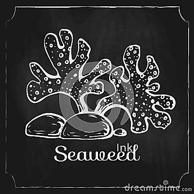 Vector Hand Drawn Seaweed On Black Chalkboard Vintage Engraved Marine