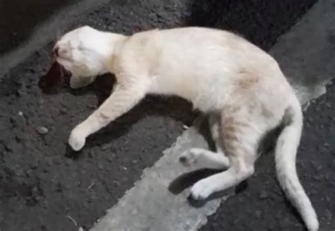 Puluhan Kucing Peliharaan Mati Mendadak Di Tanjung Priok Terjadi