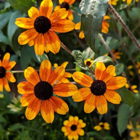 Rudbeckia Triloba Prairie Glow Van Berkum Nursery