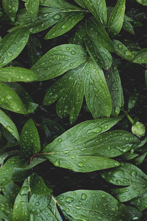 Lush greenery with raindrops stock photo containing green and greenery ...