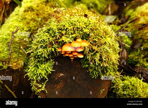 Wood Fungi on a rotting log with sphagnum moss Stock Photo - Alamy