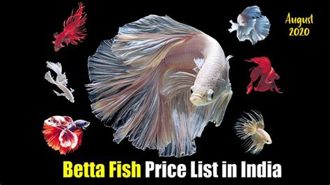 Betta Fish Price List In India August 2020 Betta Betta Fish Fish