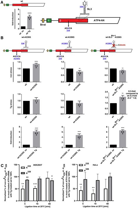 Stem Loop Induced Ribosome Queuing In The Uorf2atf4 Overlap Fine Tunes