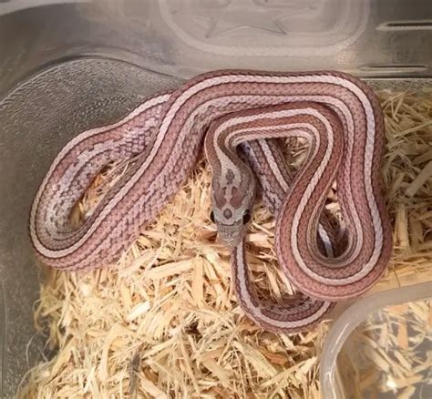 Cinder Corn Snake Traits Morphpedia