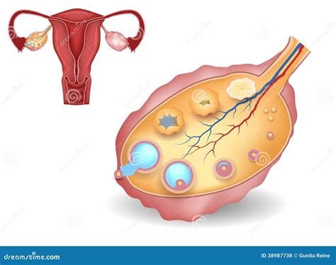 Ovario Desarrollo Folicular Detallado Y Tero Ilustraci N Del Vector