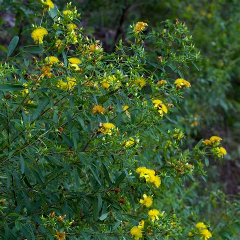 Hypericum Prolificum Shrubby St Johns Wort Scioto Gardens Nursery