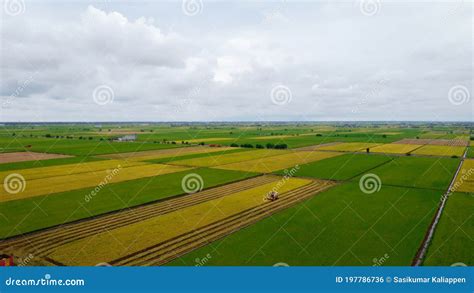 Sekinchan Paddy Field Kuala Selangor Malaysia Stock Photo Image Of