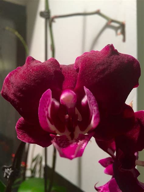 Deep Velvet Orchids Flowers Rose