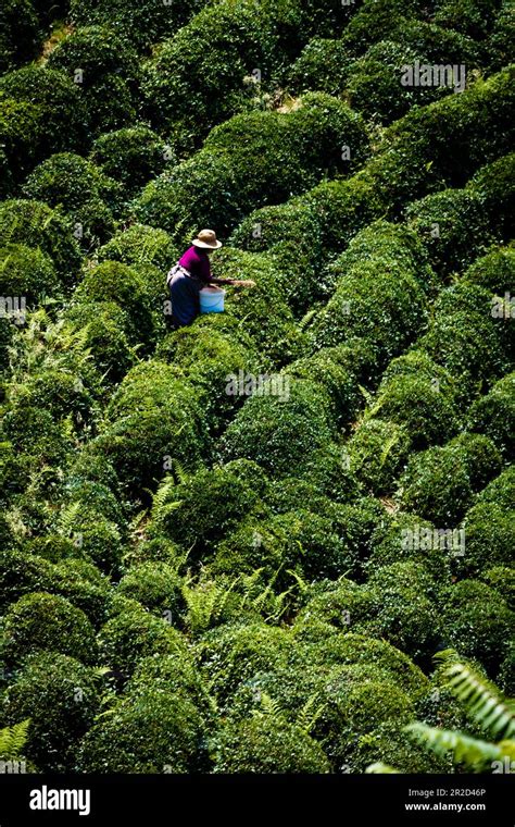 Tea Gardens Of Rize Stock Photo - Alamy