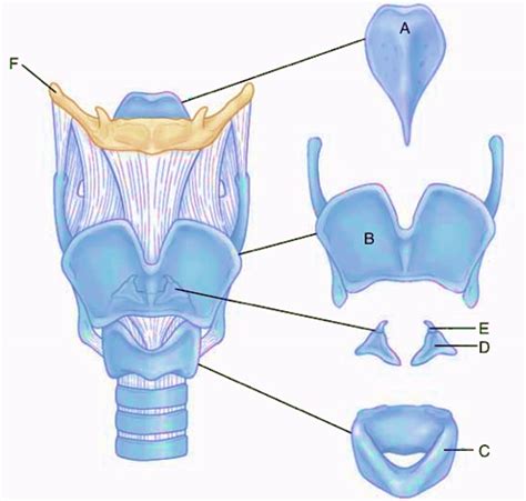 Spc Quiz Larynx Diagram Diagram Quizlet