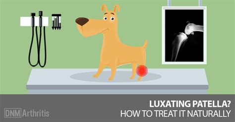 Can You Breed A Dog With Luxating Patella