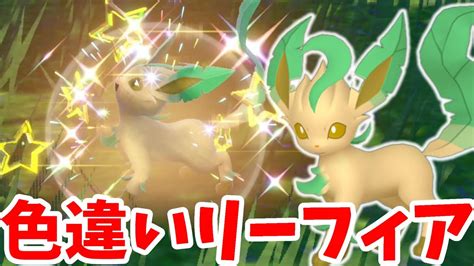 【ポケモンsv】ついに色違いリーフィア入手！夢の色違いイーブイズに一歩近づいた！【ポケモンスカーレットバイオレット】 Youtube