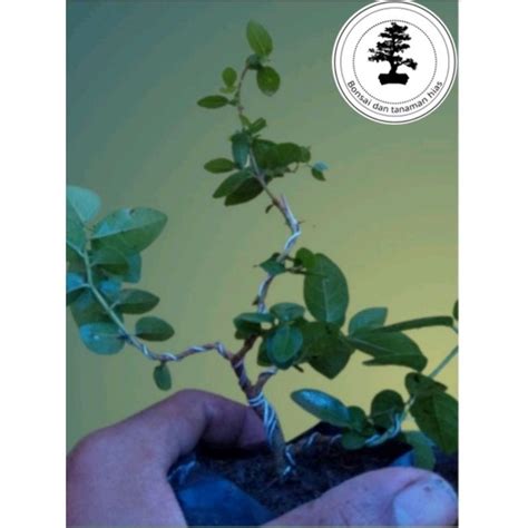 Jual Bahan Bonsai Sancang Kawatan Shopee Indonesia