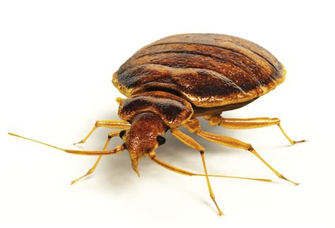 The Dreaded Hitchhikers The Bed Bugs Northwest Exterminating