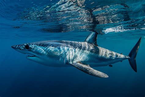 Mako & Blue sharks expedition in Cabo | Baja Shark Experience
