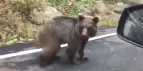 Yavru ayı karayolunda araçlara aldırış etmeden yürüdü Karadeniz Gazete