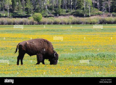 Wild bison on great plains Stock Photo - Alamy