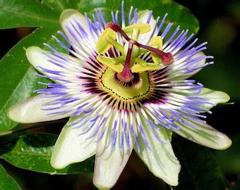 Passiflora Caerulea Cuttings Blue Passion Flower Vine Inches