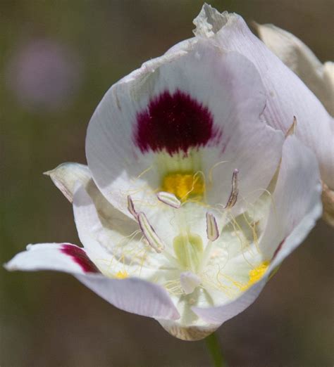 White Mariposa Lily Calochortus Eurycarpus Tr Bowlin