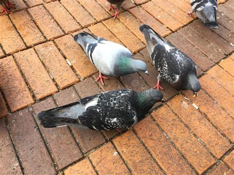 Feeding Pigeons In Public Park Stock Photo Image Of Animal Park