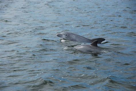 Mosquito Lagoon & Indian River Wildlife Gallery