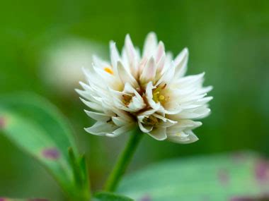 Alligator Weed: Pictures, Flowers, Leaves & Identification ...