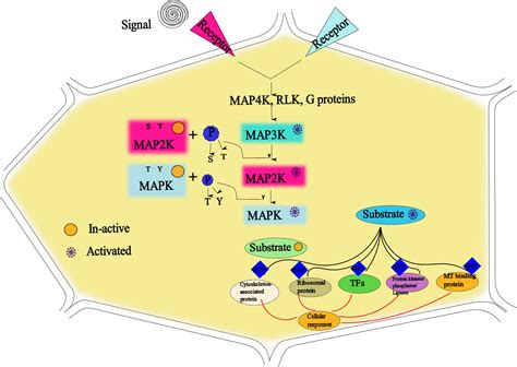 Frontiers Harnessing The Role Of Mitogen Activated Protein Kinases