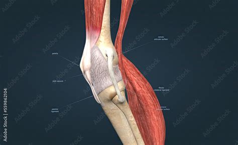 Knee joint anatomy, different structures in and around the knee. Stock Illustration | Adobe Stock