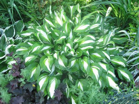 Хоста медиовариегата - 65 фото