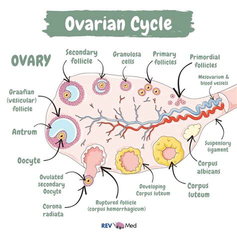 Ovarian Cycle Rev Med Anatomy Medizzy