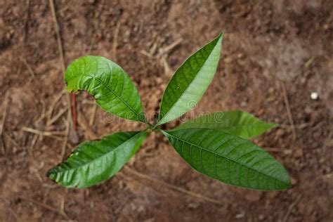 The Mango Tree Grows In The Top View Stock Image Image Of Earth