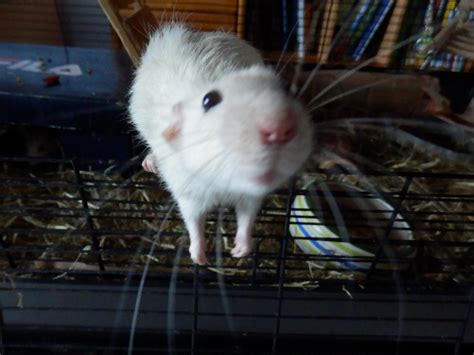 Curious rat : r/RATS