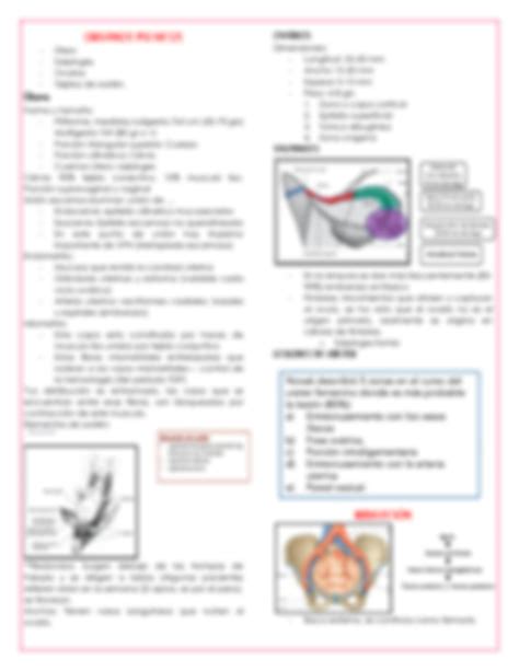 SOLUTION Anatom A En Ginecolog A Y Obstetricia Studypool