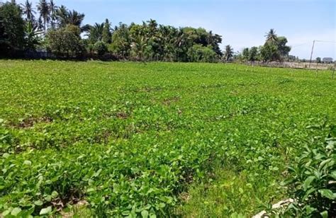 Musim Kemarau Petani Manfaatkan Lahan Sawah Untuk Tanam Kacang Kedelai