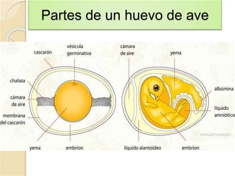 Clasificacion De Las Aves Desde Hace Millones De A Os Ppt